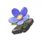 Tiny Miracle's Flower