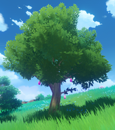 Lavender Melon Tree
