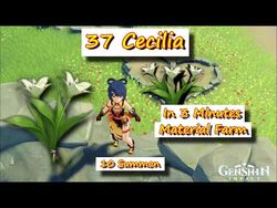 Cecilia Genshin Impact Wiki Fandom