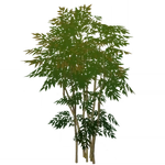 群生櫨青 (58キロバイト) 群生櫨青