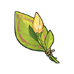 A Flower Yet to Bloom