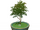 Potted Plant: Petite Perrenial
