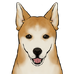 Shiba