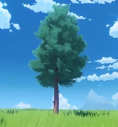Fir Tree