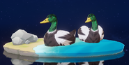 Wildlife Emerald Duck Archive