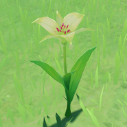 Item Cecilia Wild.png (1.26 MB) In the wild