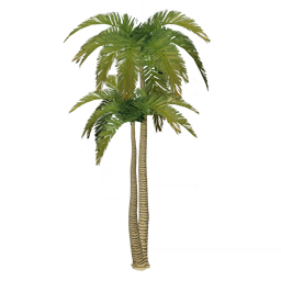 Whitesand Coconut Tree | Genshin Impact Wiki | Fandom