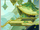 Gandharva Ville (Support Card)