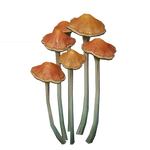 黄褐林立茸 (42キロバイト) 黄褐林立茸