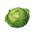 Cabbage