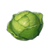 Cabbage