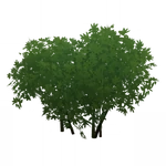 双生芽緑 (56キロバイト) 双生芽緑