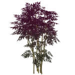 群生丹朱 (57キロバイト) 群生丹朱