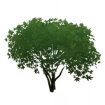 芽緑花錦 (57キロバイト) 芽緑花錦