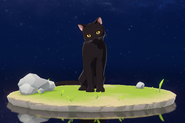 Wildlife Black Cat Archive