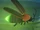 Firefly