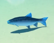Item Fish Wild.png (861 KB) In the wild