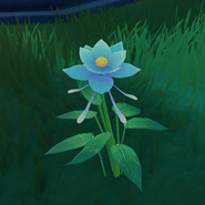 Genshin Impact Glaze Lily - Where do you find Glaze Lilies in
