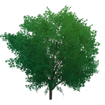 「獲物のマント」 (85キロバイト) 「獲物のマント」