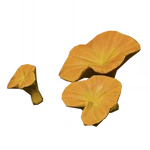 杏子枯れ茸 (38キロバイト) 杏子枯れ茸