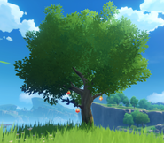 Sunsettia Tree