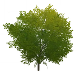 緑葉の珍枝の木 (76キロバイト) 緑葉の珍枝の木