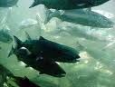 Columbia river salmon.jpg