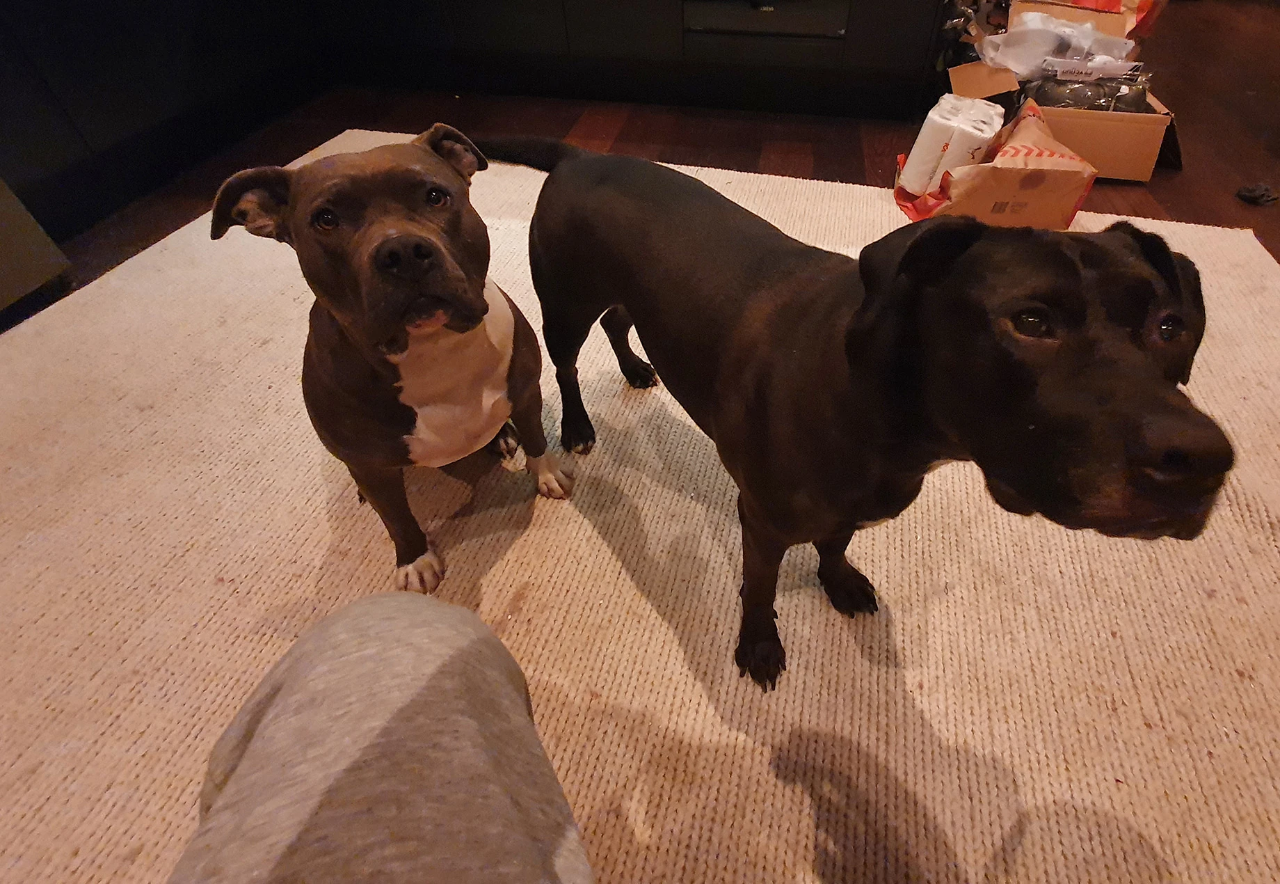 Robert Topala Geometry Dash Wiki Fandom