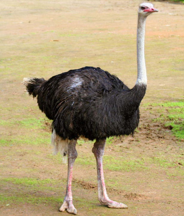 Ostrich | George's Gang Wiki | Fandom