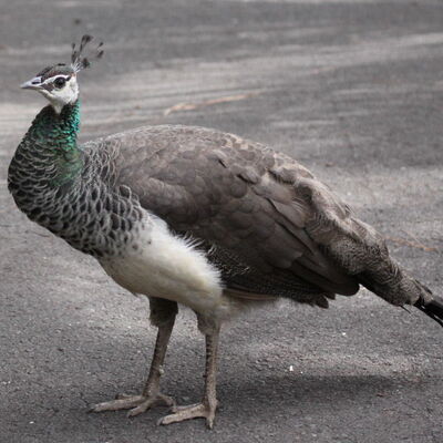 Indian peafowl - Wikipedia