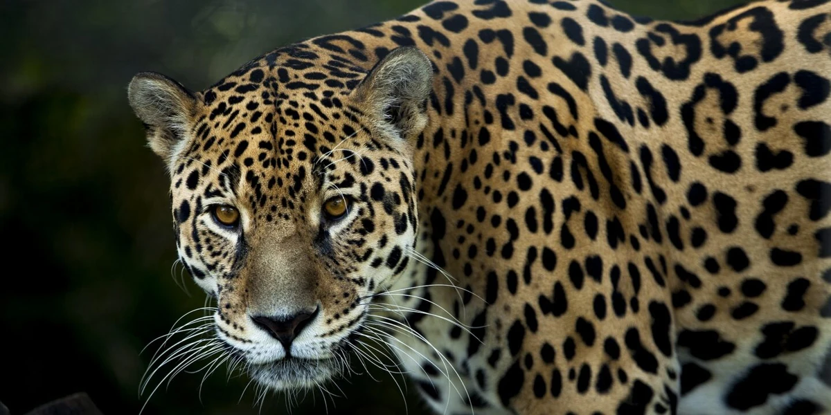 Jaguar | George's Gang Wiki | Fandom