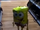 A "SpongeBob Balloon" Log