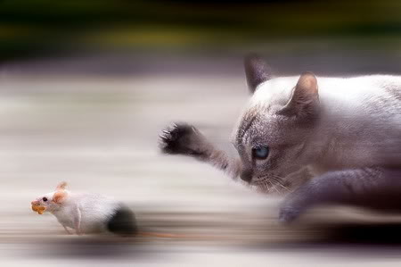 Cat And Mouse Game Geoshea S Lost Episodes Wiki Fandom Cat And Mouse Game Geoshea S Lost Episodes Wiki Fandom