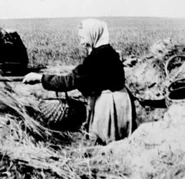 Undated, working in the fields of Kaffzieg