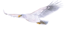 Eaglet.png