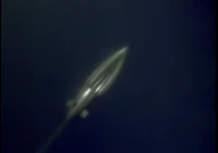 Alien 'Flying fish'.png (199 KB) Alien "Flying fish"