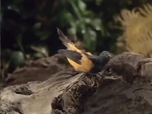 Bird-bomb
