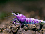 Purple Shrimp
