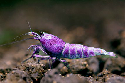purple shrimp