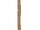 Exeggutor