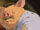 Schwein