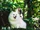 Ghibli-mononoke-cosplay-puppy.jpg