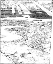 Die Wiese war ein Pilzwald.