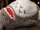 Totoro-snoring-plush.png