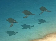 Grüne Schildkröten