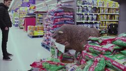 TerrorDogInWalmartSceneBts03.jpg