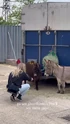 The Paranormal Research Center donkeys (Credit: Celeste O'Connor (instagram story)