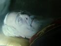 IvoShandorFromAfterlifeSc06.jpg (92 KB) Back to life, seen in Ghostbusters: Afterlife