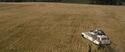 Barley field