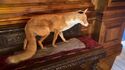 Fox prop (Credit: Yes Have Some)